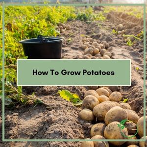 How Do You Grow Potatoes? – It’s Like Magic!