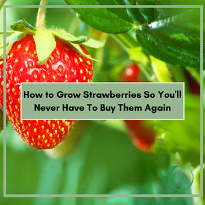 How To Grow Strawberries So You’ll Never Have To Buy Them Again